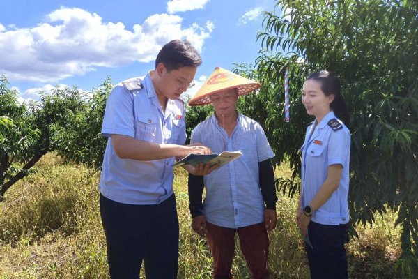 苏州股票配资公司 五华税务：服务助农 桃果飘香